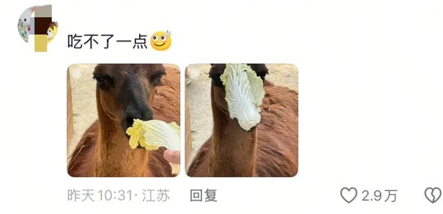 笑麻了！国庆的动物们都吃出工伤了！一看评论区动物们都EMO 了