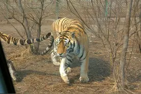 广西还有野生老虎吗？华南虎的生存现状如何？图片