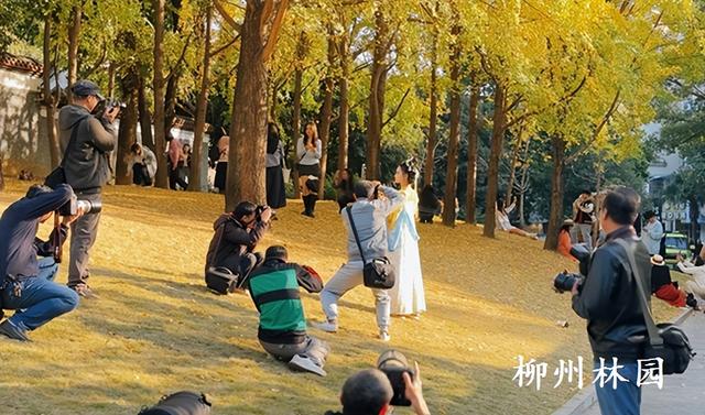 柳州市柳侯公园银杏大道迎来最佳观赏期