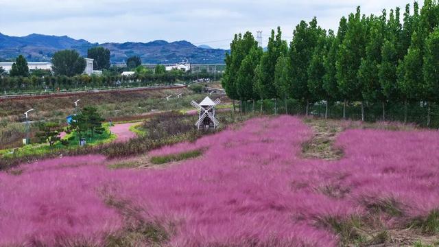 拿捏秋日氛围感？济南这些免费花海，教你轻松圈“粉”！
