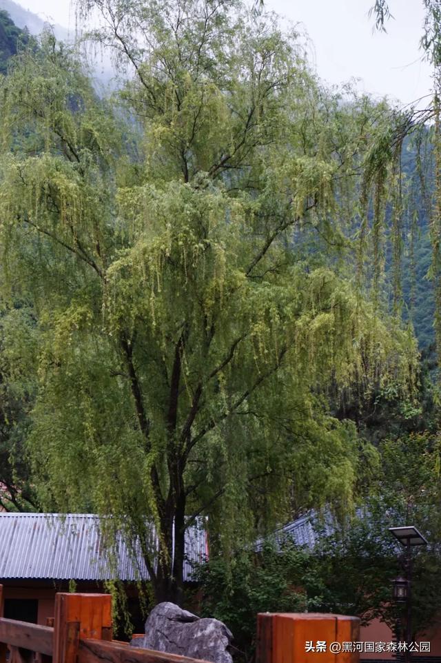 一夜入秋 | 一键查看你不曾见过的雨中黑河