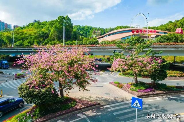 深圳限定浪漫！周末快来赴一场粉色花海盛宴