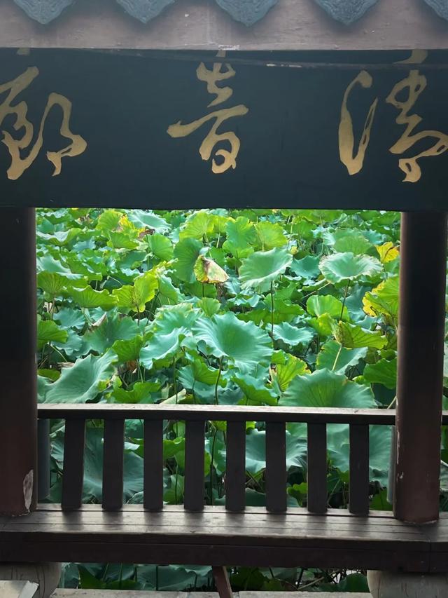 清荷，出淤泥而不染，濯清涟而不妖