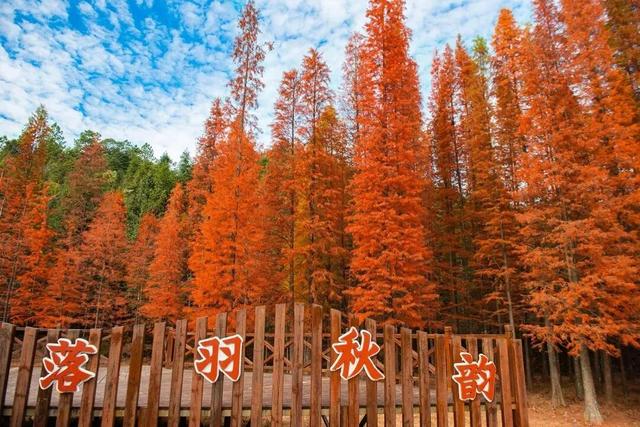 给你个准信！韶关森林红！红！红啦~