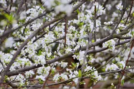 大年初三，为什么就该“睡懒觉”？图片