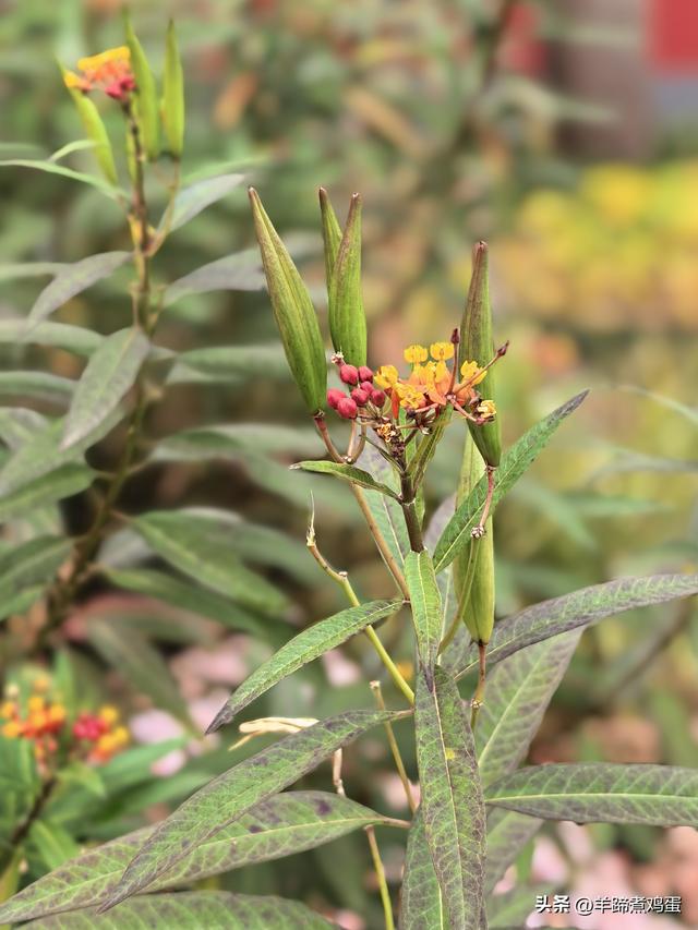 秋风独宠一园菊，晚来香艳出樊篱——北京北海公园2025年菊花展