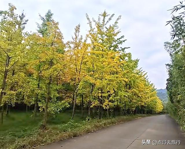 成都都江堰最冷门彩林，免费开放，山野中的惊艳，公交车可达！