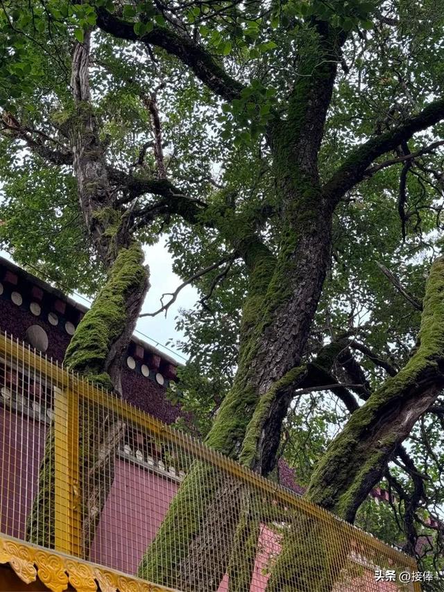 张传禄：塔尔寺游记