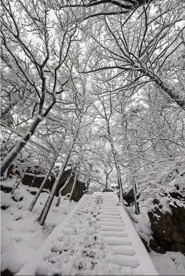 春天又想起来逞能了！今早，大批青岛人憋着想请假：领导，这里突然美得不像话，我能不能去打个卡，晚了怕它化了……