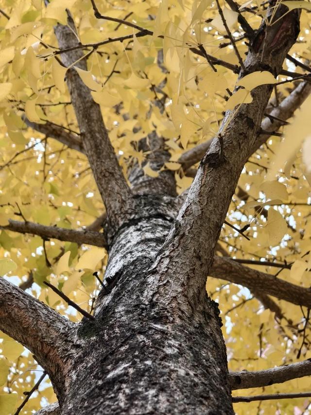 抬头！在寒冷的冬天再欣赏欣赏科院的秋吧