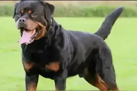 女孩子为什么喜欢养大型烈性犬？原来如此图片