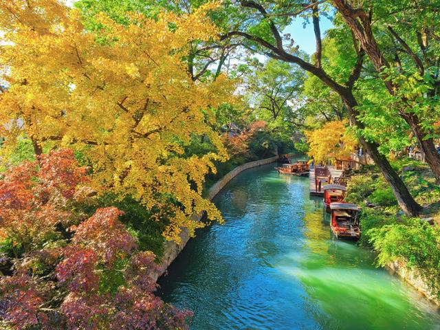 银杏鎏金，满城秋意关不住