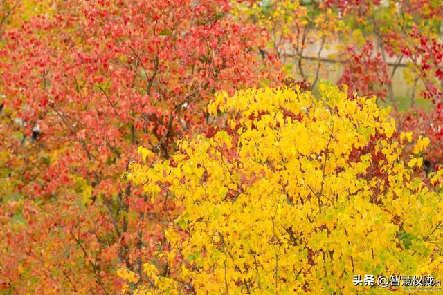 美美哒！来仪陇，邂逅四川张思德干部学院的初冬浪漫！