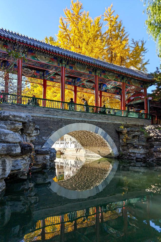 中山公园赏银杏