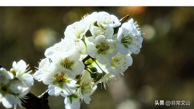 万亩齐绽放！文山这绝美景色错过等一年！