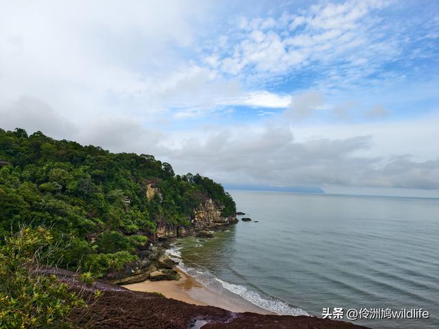 马来西亚(36)砂拉越州⑩峇哥国家公园夜间徒步体验