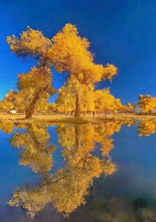 泽普县金胡杨秋叶之美