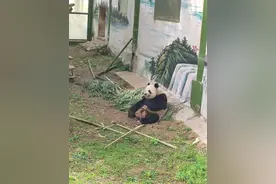 搞笑灵岩，优雅迈迈，在栾川的它们，让我不再讨厌大熊猫！图片