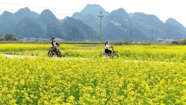 图说中国｜躲过冬日的寒，撞进南国的油菜花海