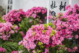 苏州清明假期活动汇总来啦！赏花、夜游、音乐会……超精彩！图片