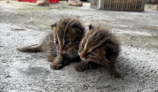 禁止私自饲养！湖南女子废木料里发现4只，养半月后匆忙上交