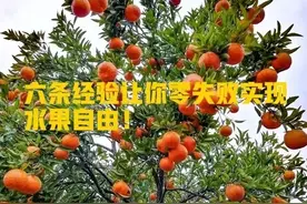 自家小院种果树5年，这六条经验让你零失败实现水果自由！图片