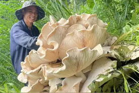 云南昌宁发现100斤重巨型野生菌村干部：已送加工厂烘干，图片