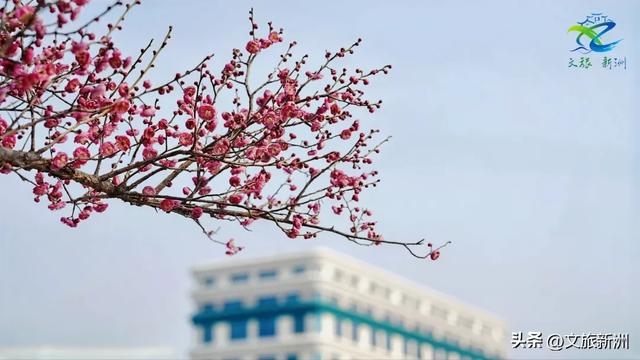 新洲梅花抢先打卡！抓住冬日第一抹绽放的色彩