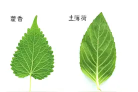 我敢打赌你吃的并不是真正的薄荷！图片