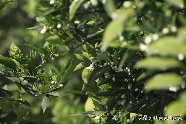2023年春重庆探亲游（上篇）