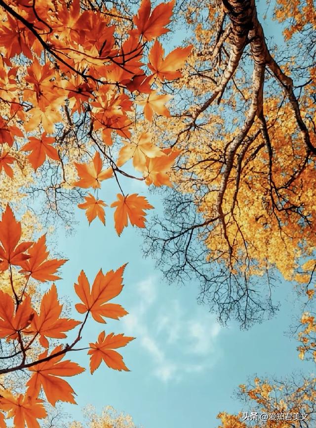 十一月，赴一场深秋之约