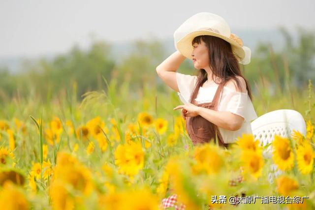 闯入油画世界！万柏林百亩向日葵花海爆红