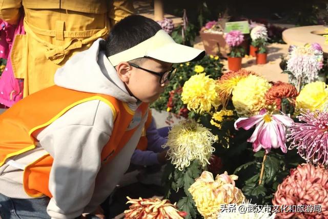 美到华妃都停步！最受欢迎的菊展打卡点就在这里