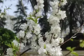 稀土不是土？图片