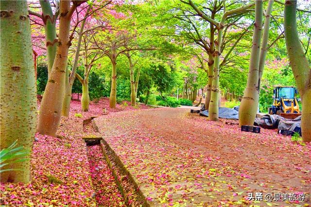 一场寒雨，卡玛缤纷花世界木棉长廊落红无数，就差一个林黛玉