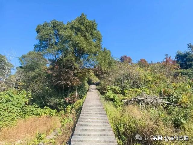 温州这两条知名红枫古道已经红啦！周末是最佳观赏期，不要错过！