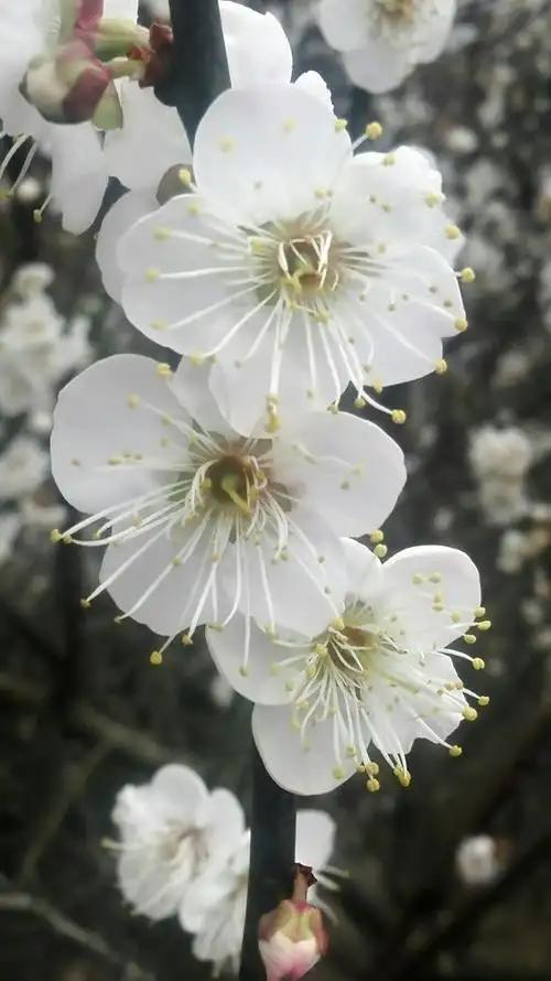 西山赏梅：邂逅一场灵魂的雅集