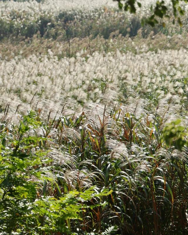 长江边，“飘雪”了！