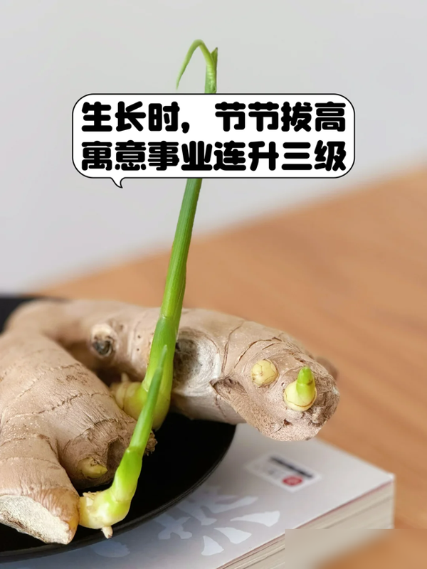 北京一姑娘“把生姜当绿植”养在客厅走红，网友：好美，好高级