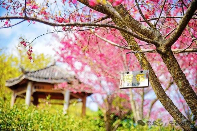 溪畔有乐、庭院有花、薯田有甜，周宁这个村把日子过成向往的模样