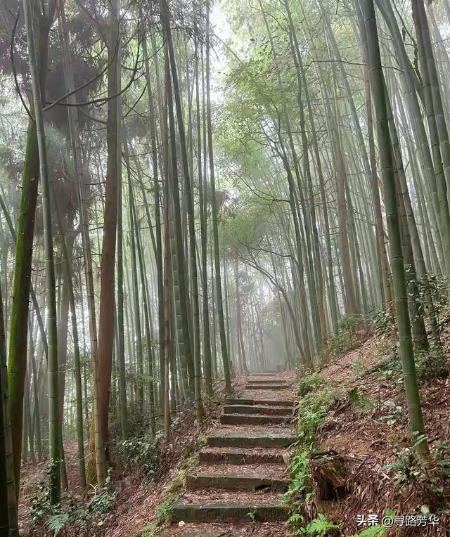 隐没在竹海深处，静享独处时光