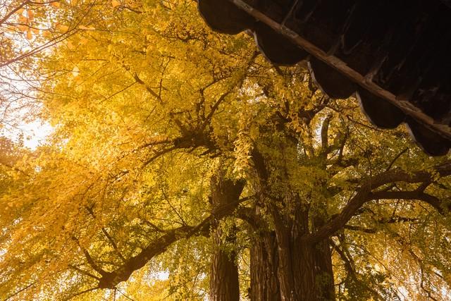 藏不住了！赣州这5处银杏秘境，惊艳了整个赣南秋天