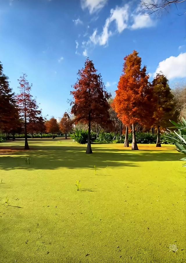 渔浦寒泉公园，水杉红透成诗