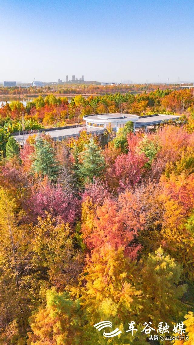 橙黄橘绿时 武汉经开区斑斓如画