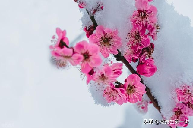 今日大雪，老话“大雪一日晴，寡妇来年愁”	，大雪晴天有啥预兆？