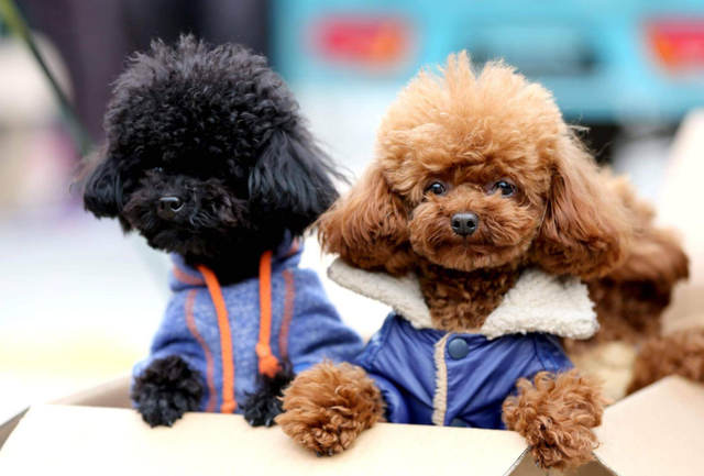 机械宠物也能葬礼？情绪服务升级，宠物经济迎来高质量发展新时机