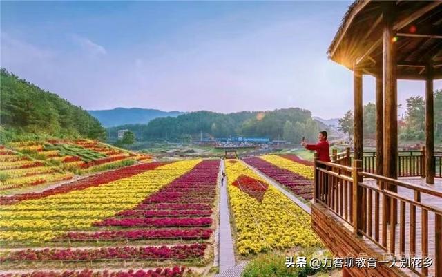 麻城旅游：2025年金秋，麻城五脑山菊花大观园福菊飘香，花海烂漫