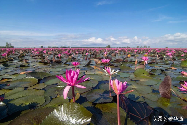 一期一会！泰国那空沙旺府万亩红莲盛开，邀游客共赏美景！