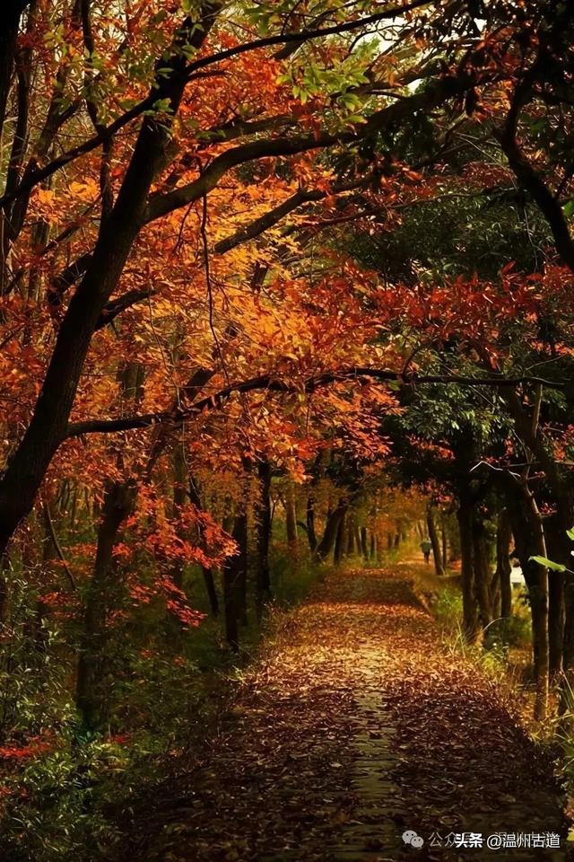 收好这份温州《红枫古道地图》,挑个好天气出门走走!