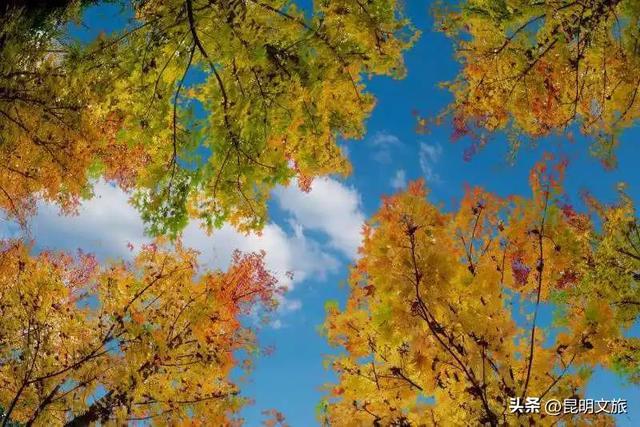 美上央媒!昆明红了!走走走,打卡最美枫景去,超全攻略速收藏→
